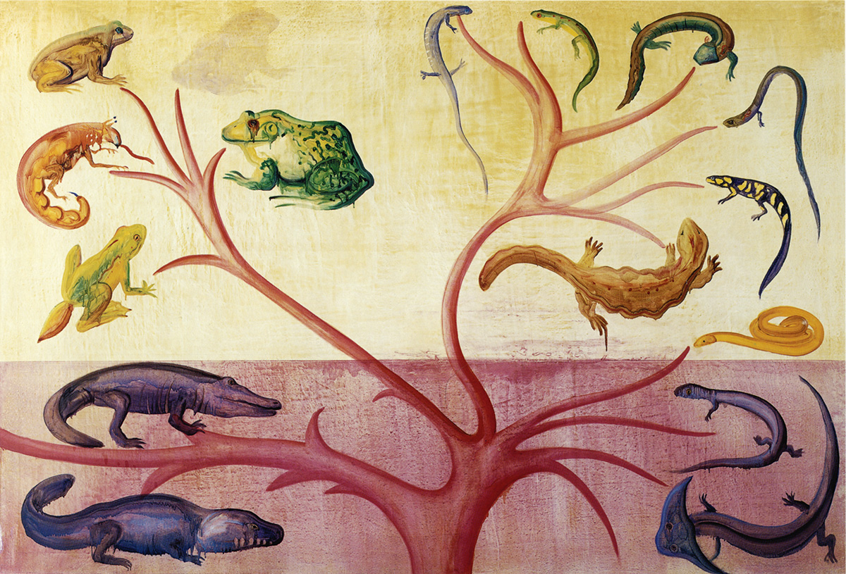 _Amphibian_Evolution