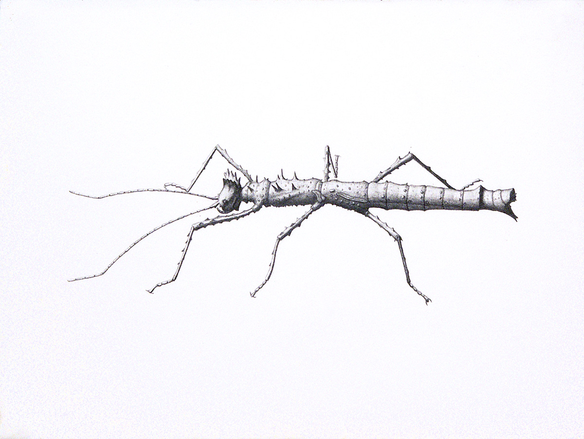 StickInsect