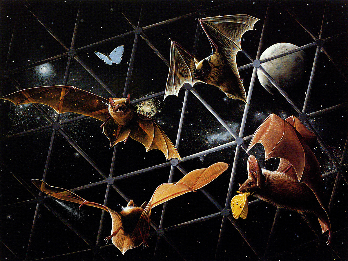 biosphere-bats