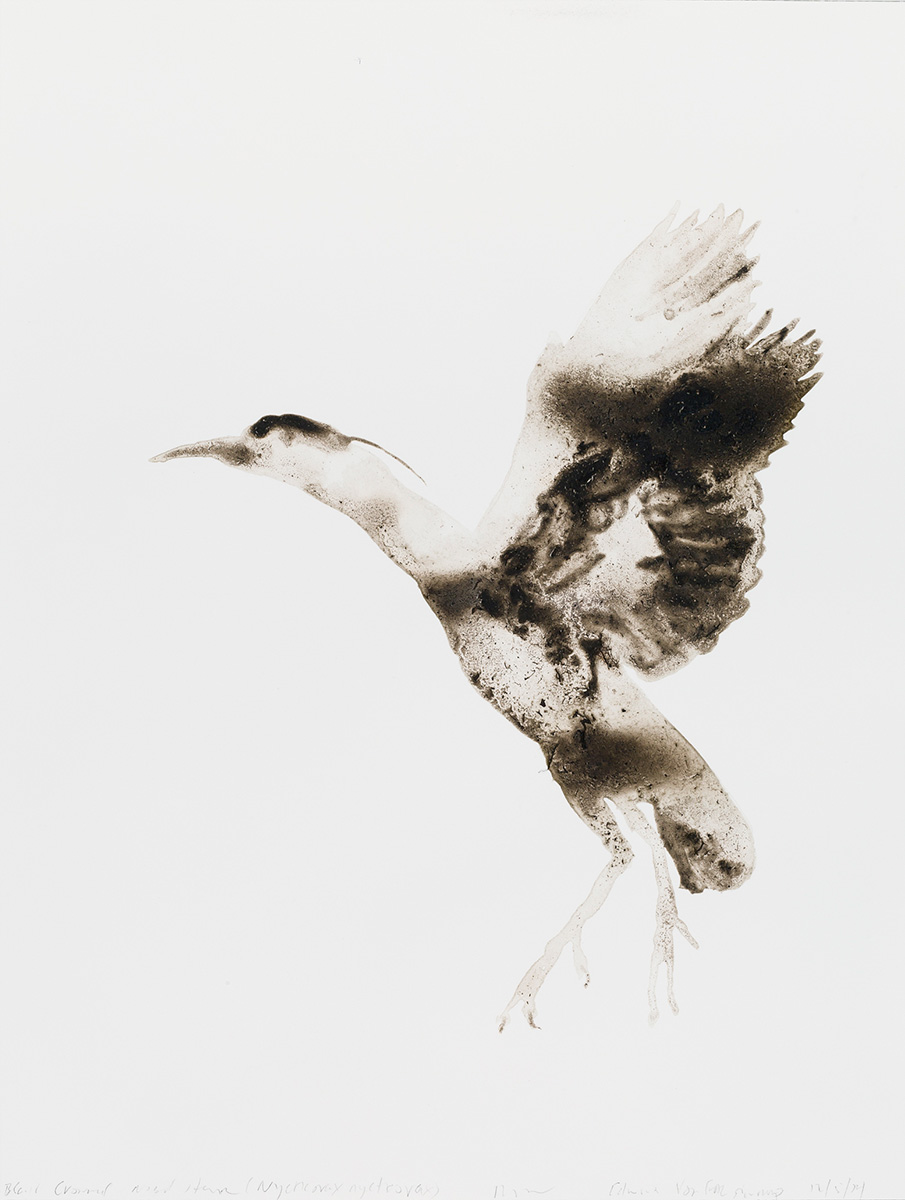 eastend_Black-Crowned-Night-Heron16x12