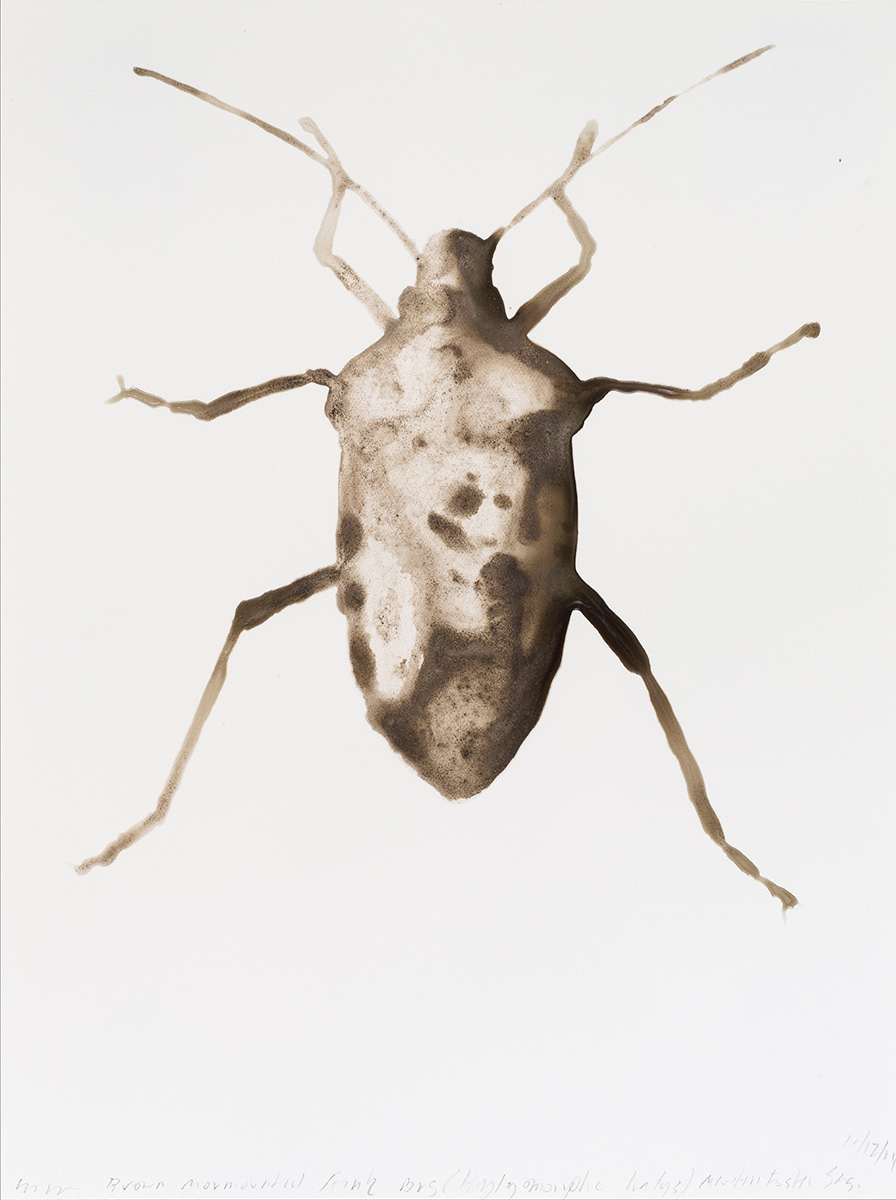 eastend_Brown-Marmorated-Stink-Bug12x9