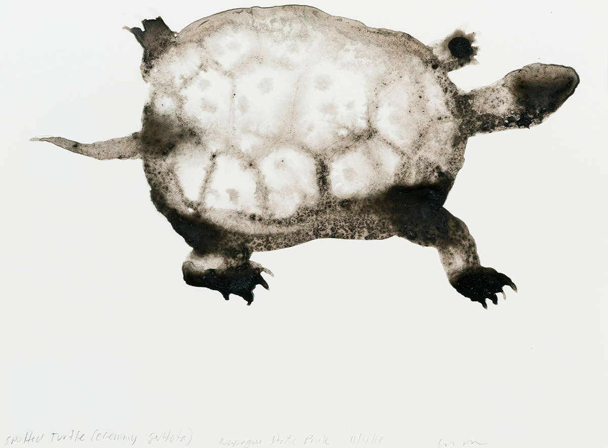 eastend_Spotted-Turtle9x12