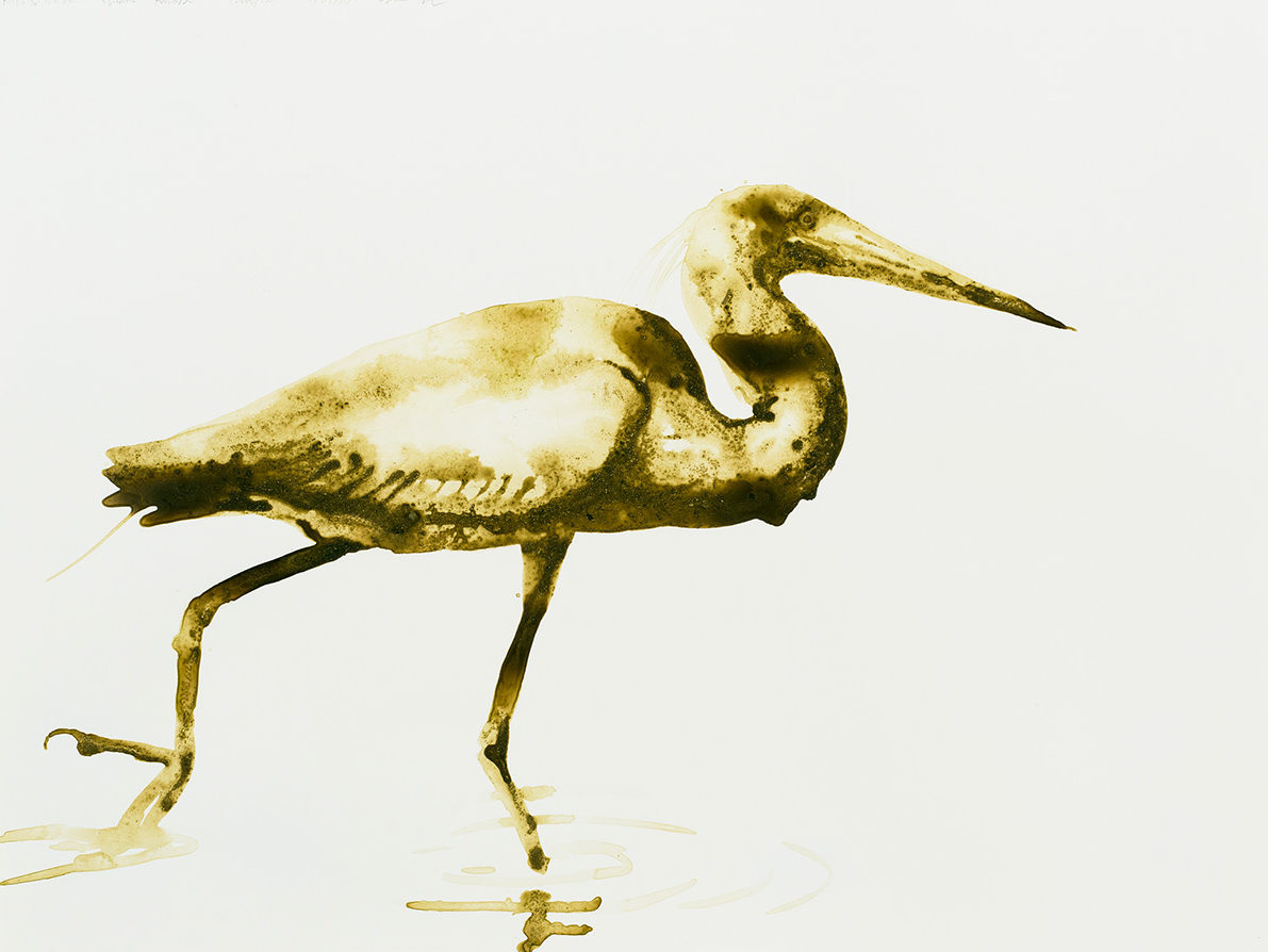 eastend_Tricolored-Heron18x24