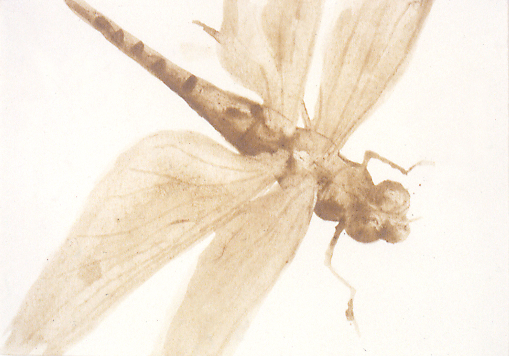 1994:95-dragonfly-6×9