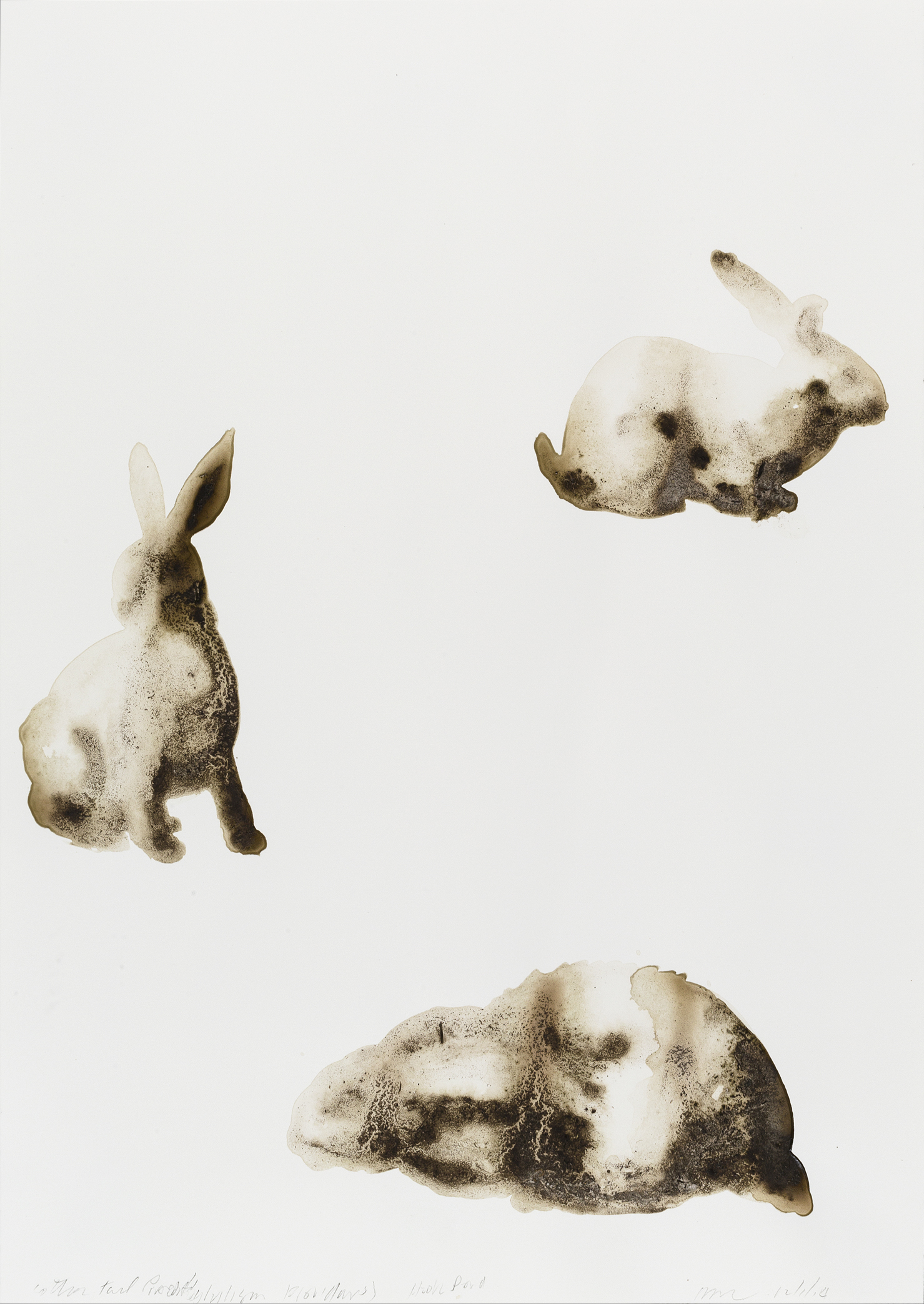 Cottontail Rabbit20x14