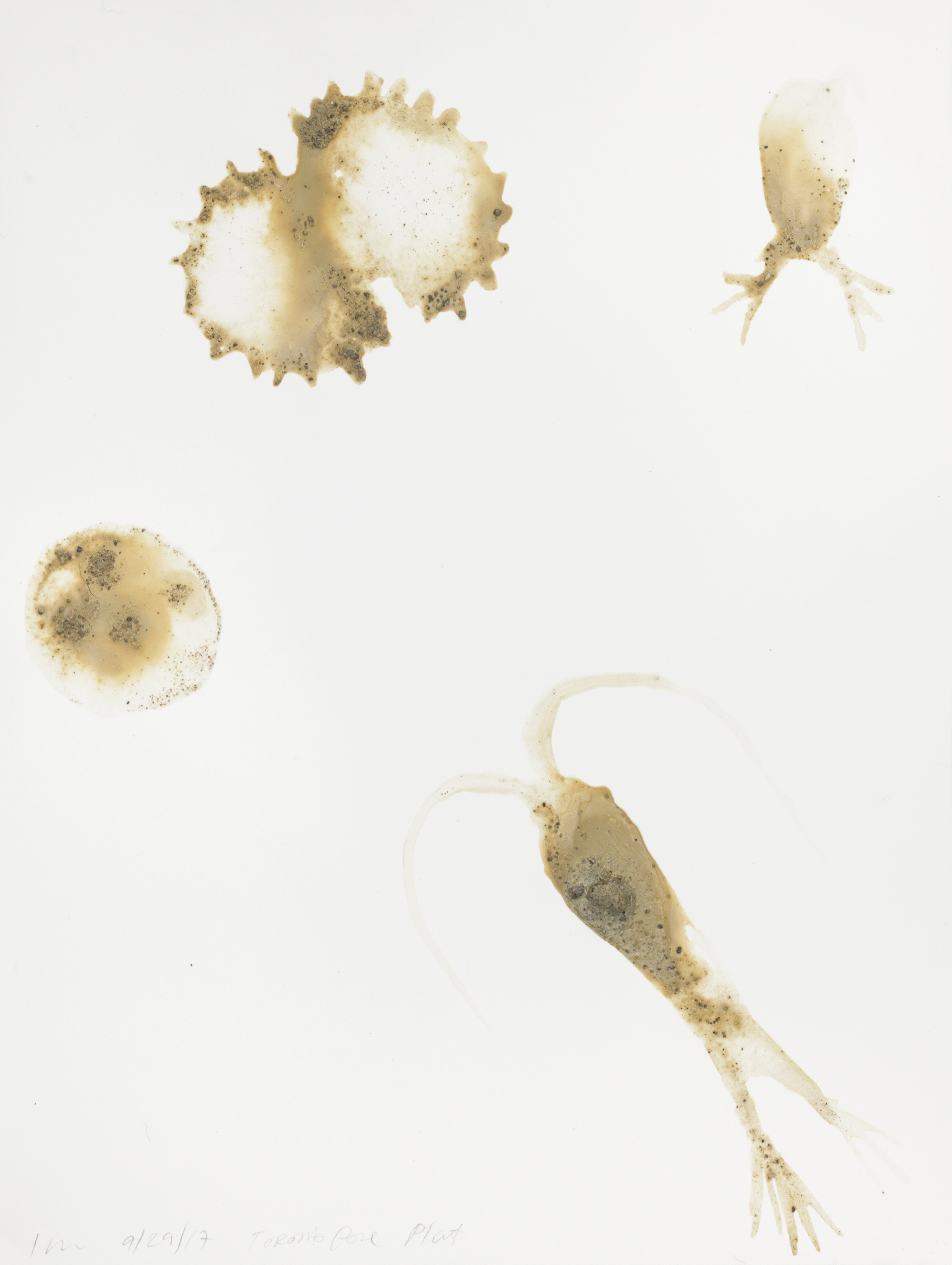 PlanktonPytoplankton_12x9TorontoPowerPlant